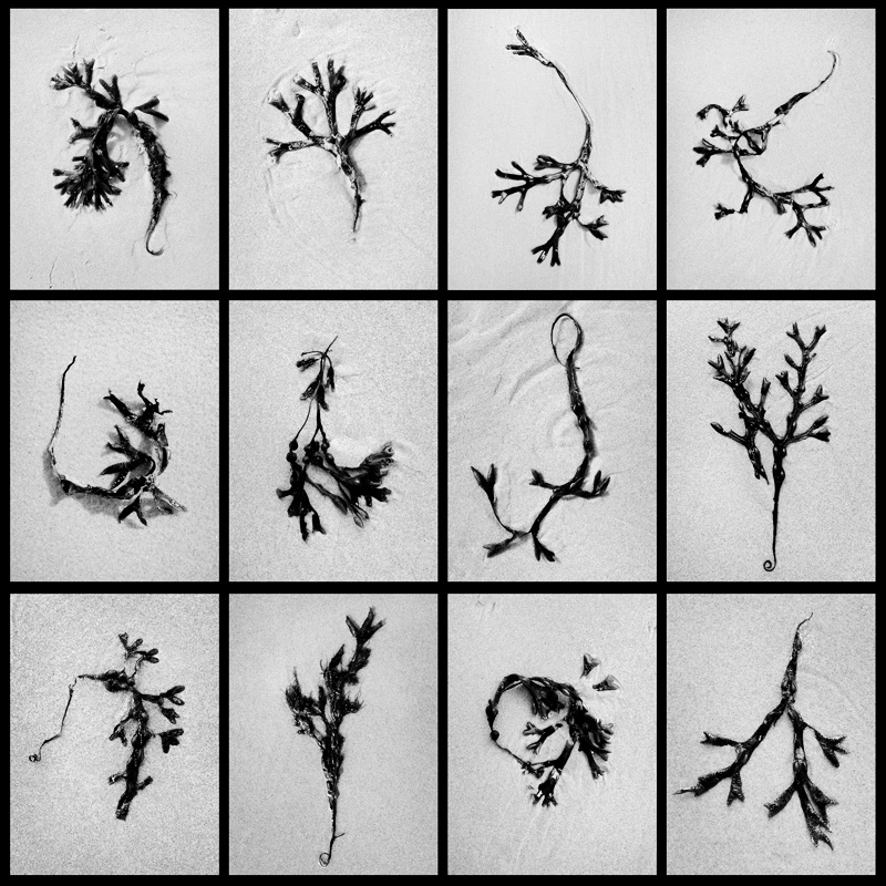 blaaswier (fucus vesiculosus) 9-2014