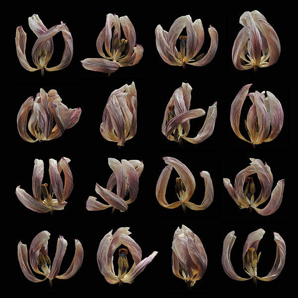 gedroogde tulpen 2-2012